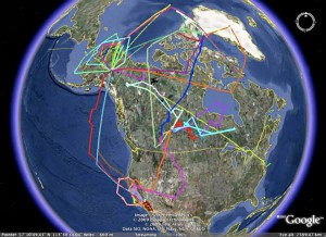 During the ARCTAS field experiment, scientists flew eighty-six research flights to gather data on the Arctic atmosphere. This Google Earth image shows the flight tracks of the three NASA airplanes that collected data on pollutants and atmospheric properties during the spring and summer of 2008.  