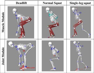 Three biomechanical exercise modules that include joint and muscle modules. 