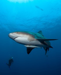 Shark swimming under water. Photo Credit: Fiona Ayerst