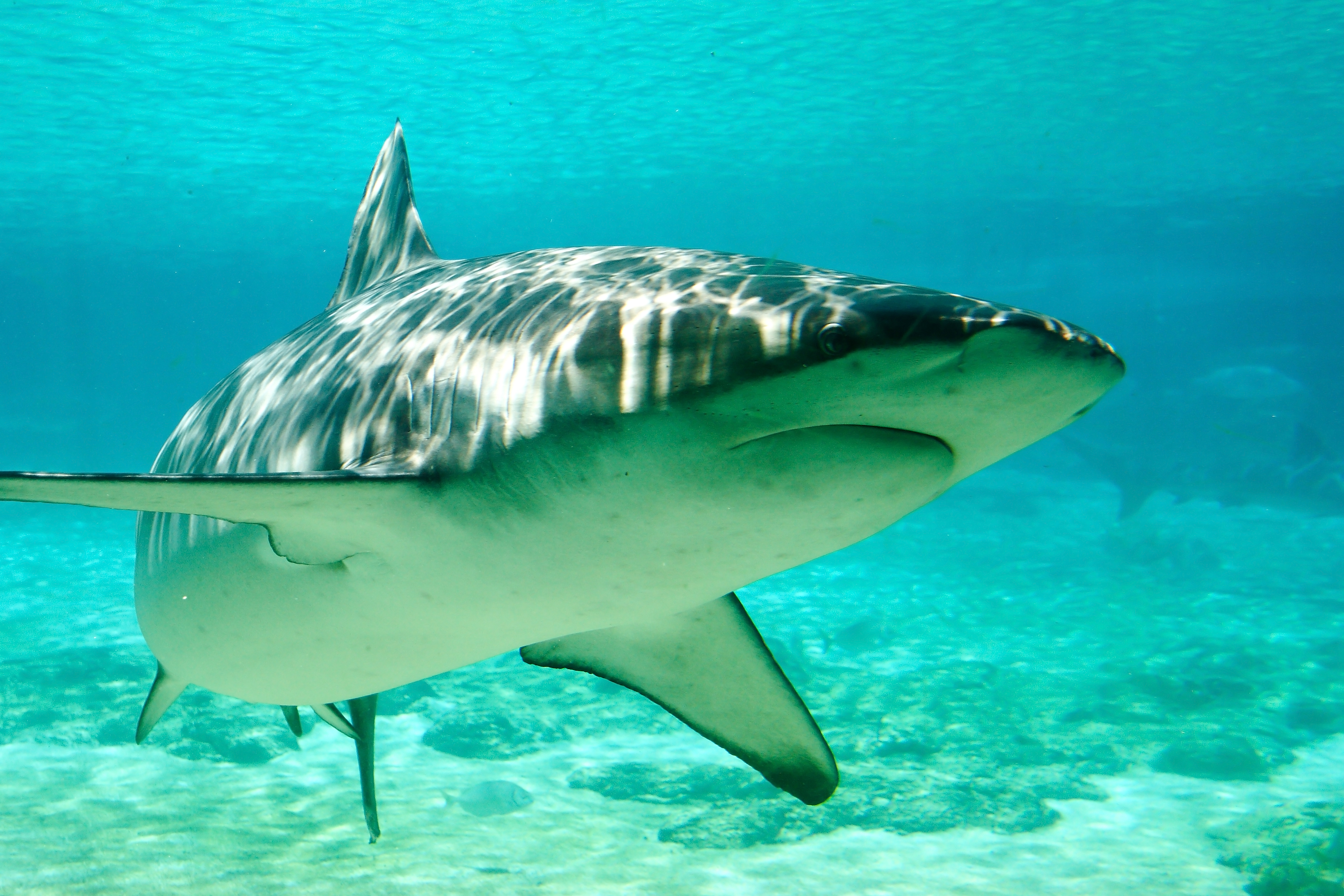 Shark swimming under water. Photo Credit: Steve Garner