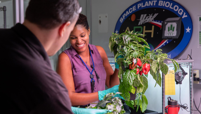 A woman and man are working at the Space Plant Biology Lab, harvesting peppers from plants. The woman is smiling and holding the plant. Credit: NASA