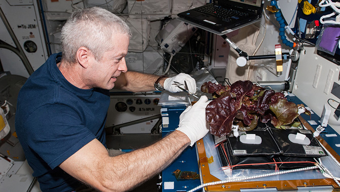 In one of the many experiments performed on the ISS, NASA astronaut Steve Swanson harvests a crop of red lettuce plants aboard the ISS. Findings from this experiment could one day help crews on deep-space missions produce their own food during flight. Photo Credit: NASA/Alex Gerst