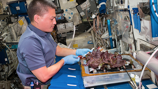 Onboard International Space Station (ISS), NASA astronaut Kjell Lindgren harvests lettuce grown during the station-based Veg-01 experiment.