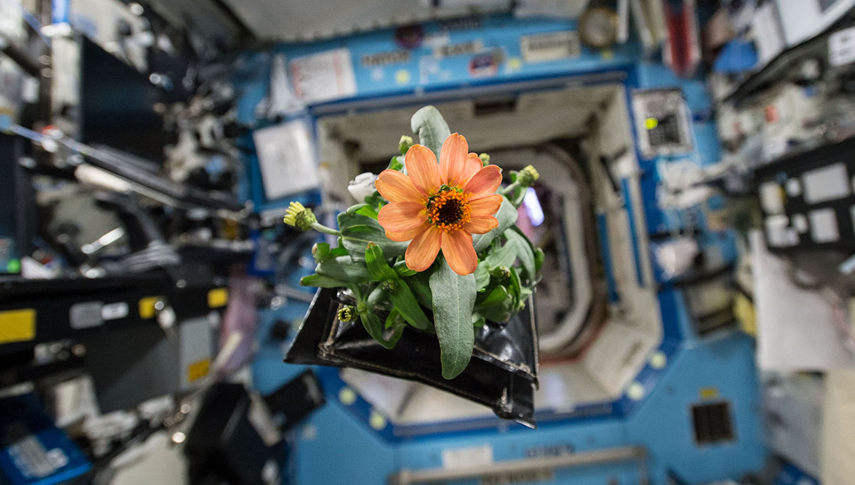An orange zinnia floats in the International Space Station, part of a successful effort to grow flowers and lettuce in space. The project connects astronauts to home and augments their food supply. Credit: NASA