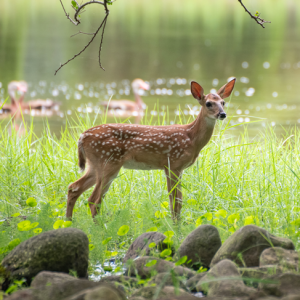 A photo of a deer at Johnson Space Center. Credit: NASA/James Blair