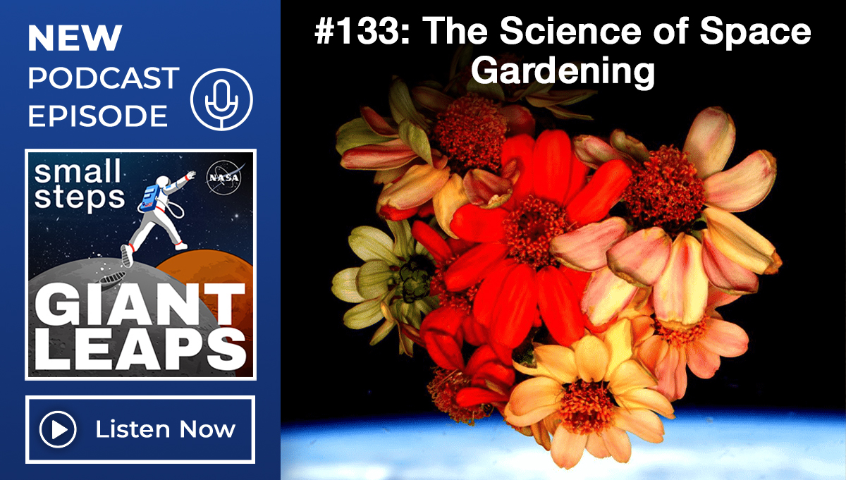 Graphic showing the Small Steps, Giant Leaps podcast logo featuring a graphic of astronaut leaping from Moon to Mars. The text at top left reads New Podcast Episode. Below is a Listen Now button. At the right third of the image, a bouquet of zinnia flowers appears to float in space. The picture was taken from the space station's cupola, which has windows that face Earth and space. Above the flowers are the words #133: The Science of Space Gardening. Credit: NASA