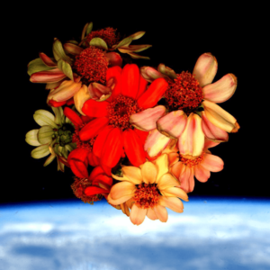A bouquet of zinnia flowers grown aboard the International Space Station. They are photographed floating in the station's cupola which has windows that face Earth and space. This makes them appear to float above Earth. The flowers are shades of reds, oranges,and, and greens. Credit: NASA/Scott Kelly